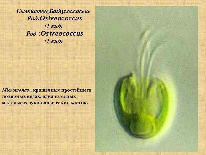 Семейство Bathycoccaceae Род: Ostreococcus (1 вид) Род : Ostreococcus (1 вид) Micromonas , крошечные