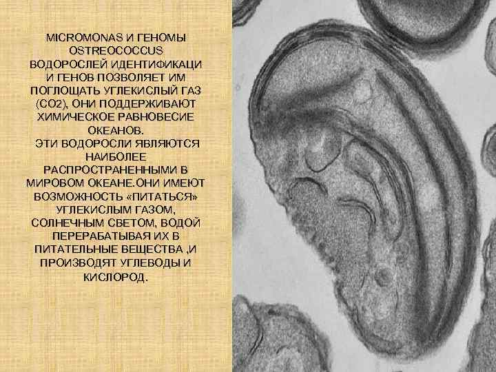 MICROMONAS И ГЕНОМЫ OSTREOCOCCUS ВОДОРОСЛЕЙ ИДЕНТИФИКАЦИ И ГЕНОВ ПОЗВОЛЯЕТ ИМ ПОГЛОЩАТЬ УГЛЕКИСЛЫЙ ГАЗ (CO