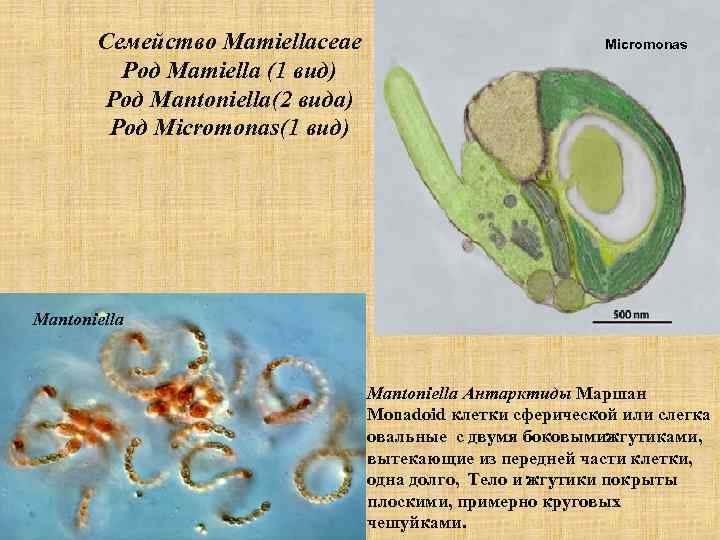 Семейство Mamiellaceae Род Mamiella (1 вид) Род Mantoniella(2 вида) Род Micromonas(1 вид) Micromonas Mantoniella