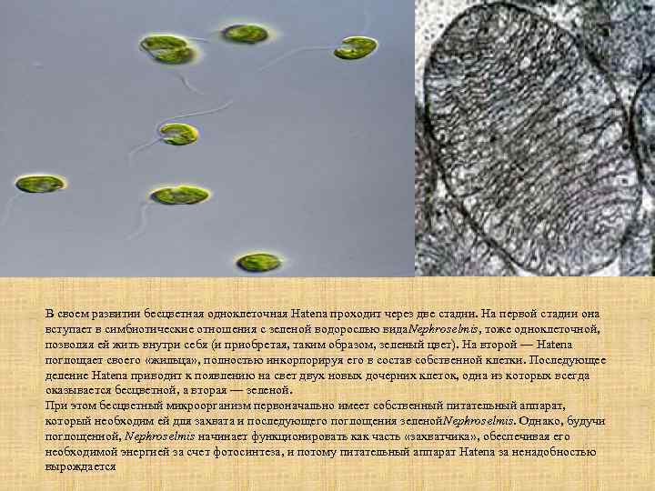 В своем развитии бесцветная одноклеточная Hatena проходит через две стадии. На первой стадии она