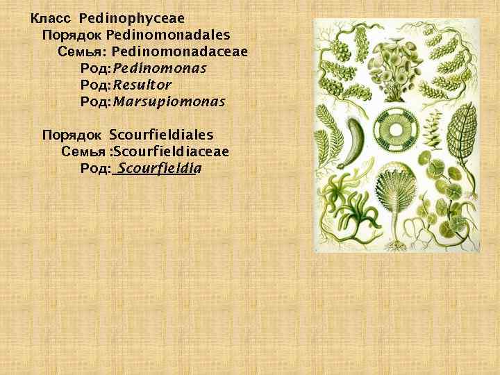 Класс Pedinophyceae Порядок Pedinomonadales Семья: Pedinomonadaceae Род: Pedinomonas Род: Resultor Род: Marsupiomonas Порядок Scourfieldiales