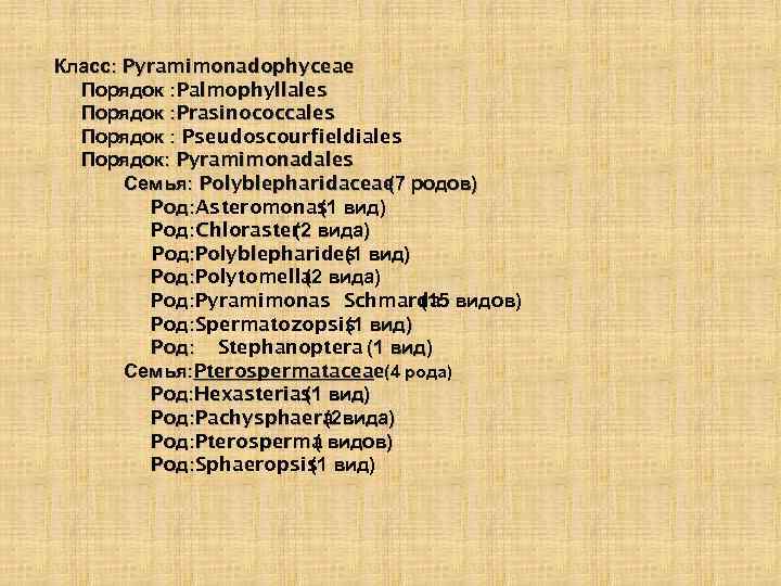 Класс: Pyramimonadophyceae Порядок : Palmophyllales Порядок : Prasinococcales Порядок : Pseudoscourfieldiales Порядок: Pyramimonadales Семья: