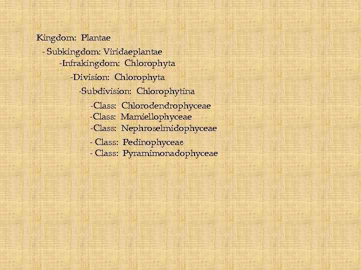 -Kingdom: Plantae - Subkingdom: Viridaeplantae -Infrakingdom: Chlorophyta -Division: Chlorophyta -Subdivision: Chlorophytina -Class: Chlorodendrophyceae -Class: