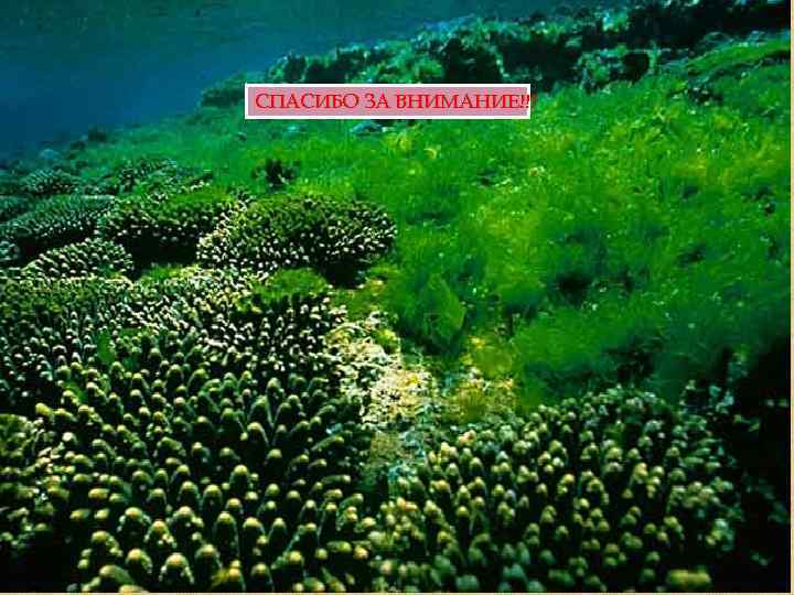 СПАСИБО ЗА ВНИМАНИЕ!!! 