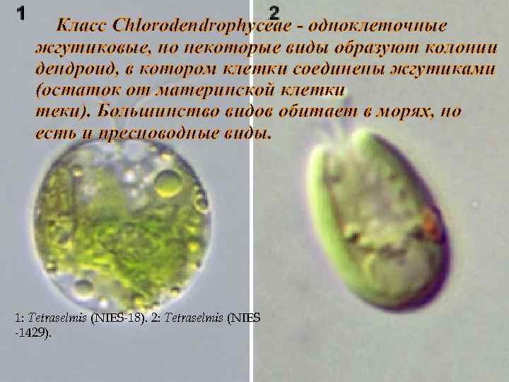 Класс Chlorodendrophyceae - одноклеточные жгутиковые, но некоторые виды образуют колонии дендроид, в котором клетки