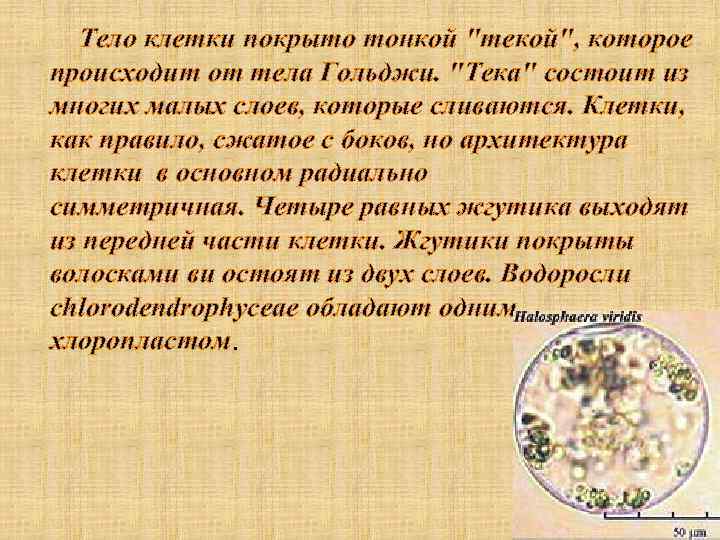 Тело клетки покрыто тонкой "текой", которое происходит от тела Гольджи. "Тека" состоит из многих