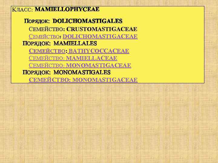  КЛАСС: MAMIELLOPHYCEAE ПОРЯДОК: DOLICHOMASTIGALES СЕМЕЙСТВО: CRUSTOMASTIGACEAE СЕМЕЙСТВО: DOLICHOMASTIGACEAE ПОРЯДОК: MAMIELLALES СЕМЕЙСТВО: BATHYCOCCACEAE СЕМЕЙСТВО: