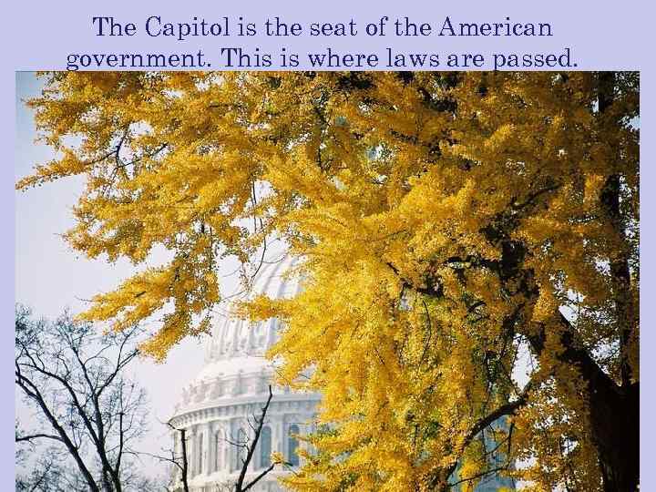 The Capitol is the seat of the American government. This is where laws are