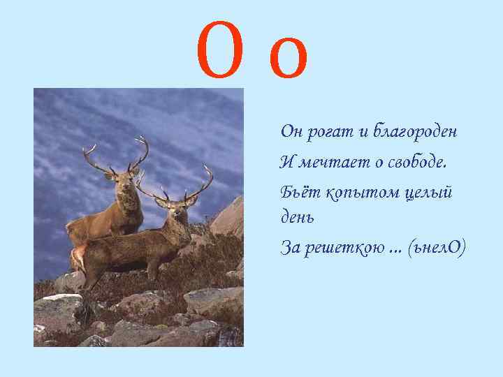 Оо Он рогат и благороден И мечтает о свободе. Бьёт копытом целый день За