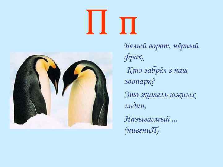 Пп Белый ворот, чёрный фрак. Кто забрёл в наш зоопарк? Это житель южных льдин,