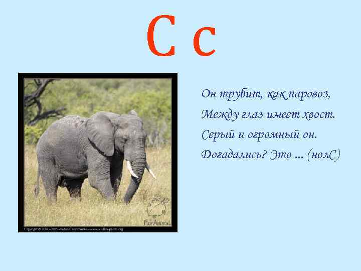 Сс Он трубит, как паровоз, Между глаз имеет хвост. Серый и огромный он. Догадались?