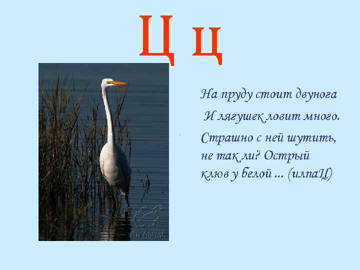 Цц На пруду стоит двунога И лягушек ловит много. Страшно с ней шутить, не