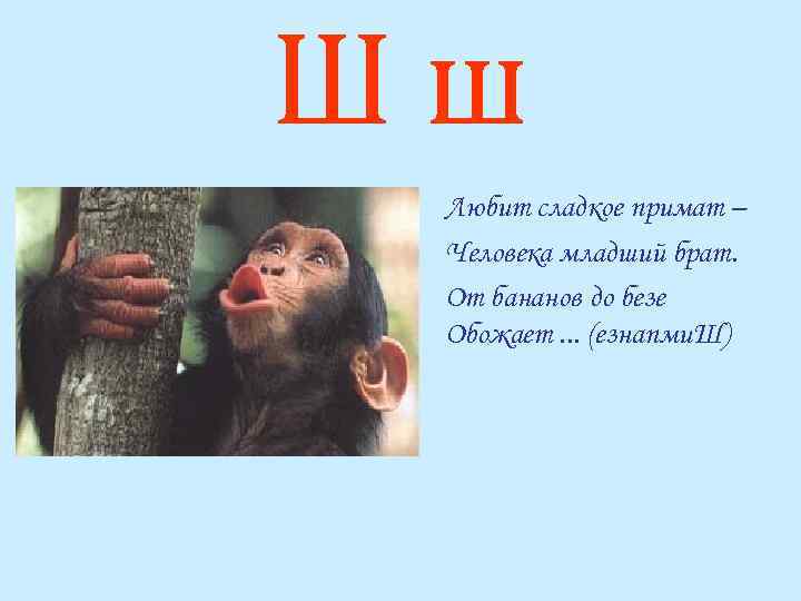 Шш Любит сладкое примат – Человека младший брат. От бананов до безе Обожает. .