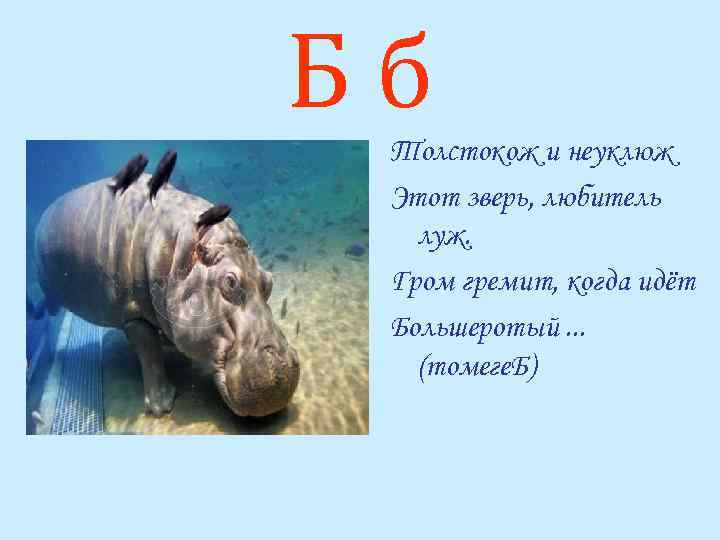 Бб Толстокож и неуклюж Этот зверь, любитель луж. Гром гремит, когда идёт Большеротый. .