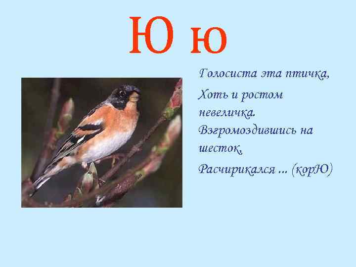 Юю Голосиста эта птичка, Хоть и ростом невеличка. Взгромоздившись на шесток, Расчирикался. . .