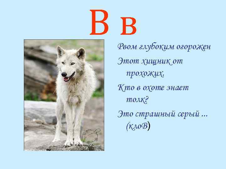 Вв Рвом глубоким огорожен Этот хищник от прохожих. Кто в охоте знает толк? Это