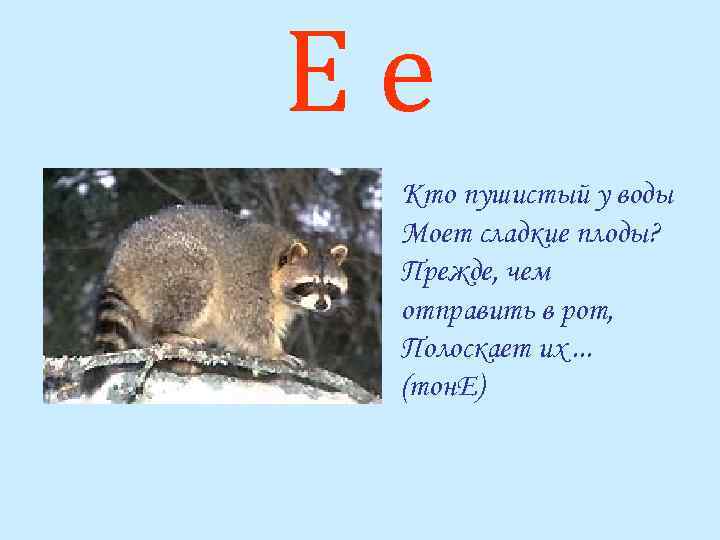 Ее Кто пушистый у воды Моет сладкие плоды? Прежде, чем отправить в рот, Полоскает