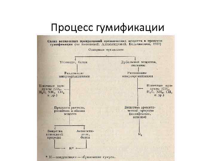 Процесс гумификации процесс гумификации 