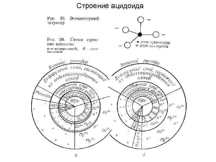 Cтроение ацидоида 