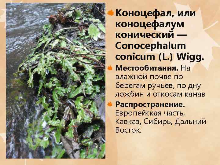 Коноцефал, или коноцефалум конический — Сonocephalum conicum (L. ) Wigg. Местообитания. На влажной почве