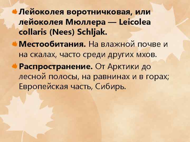 Лейоколея воротничковая, или лейоколея Мюллера — Leicolea collaris (Nees) Sсhljak. Местообитания. На влажной почве