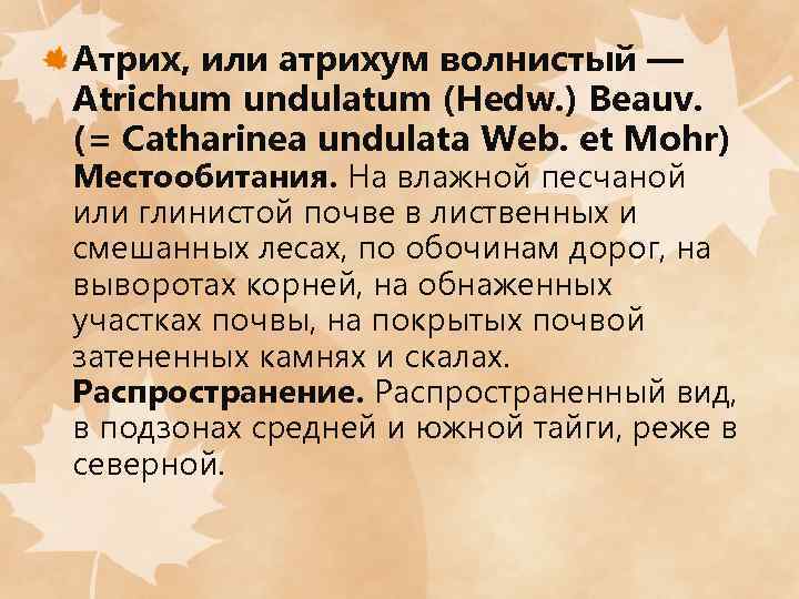 Атрих, или атрихум волнистый — Atrichum undulatum (Hedw. ) Beauv. (= Catharinea undulata Web.