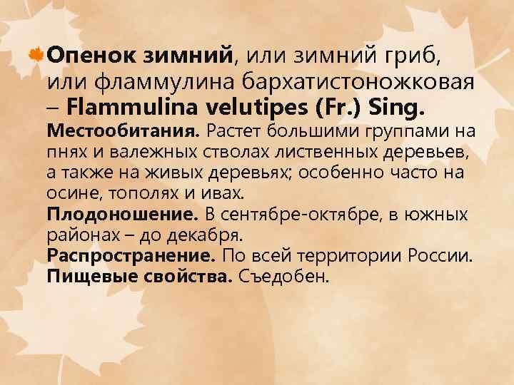 Опенок зимний, или зимний гриб, или фламмулина бархатистоножковая – Flammulina velutipes (Fr. ) Sing.