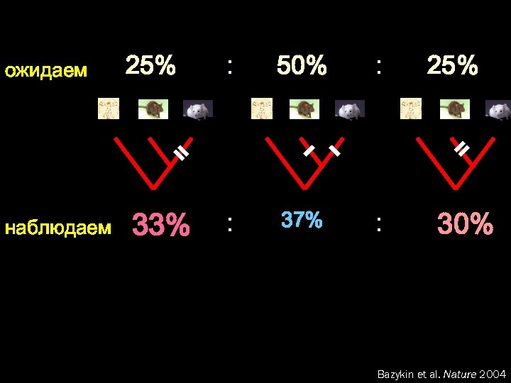 ожидаем наблюдаем 25% : 50% : 33% : 37% : 25% 30% Bazykin et