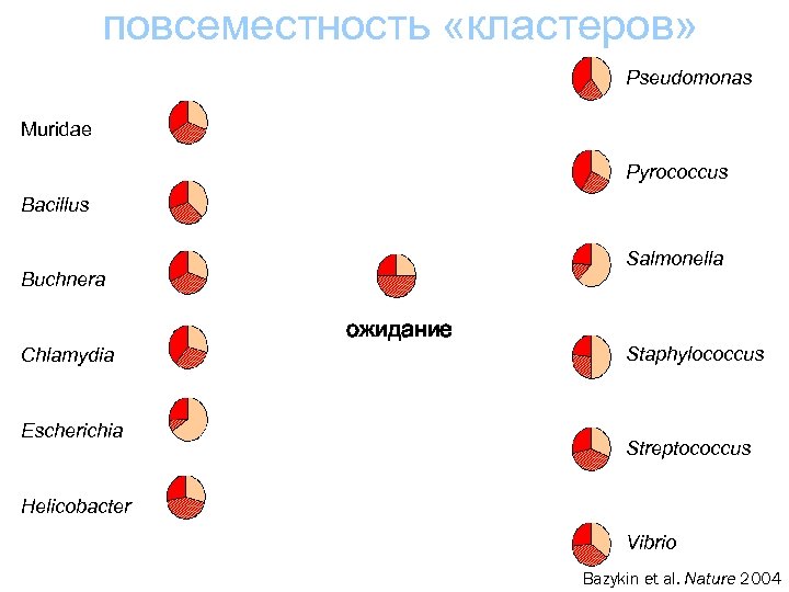 повсеместность «кластеров» Pseudomonas Muridae Pyrococcus Bacillus Salmonella Buchnera ожидание Chlamydia Escherichia Staphylococcus Streptococcus Helicobacter