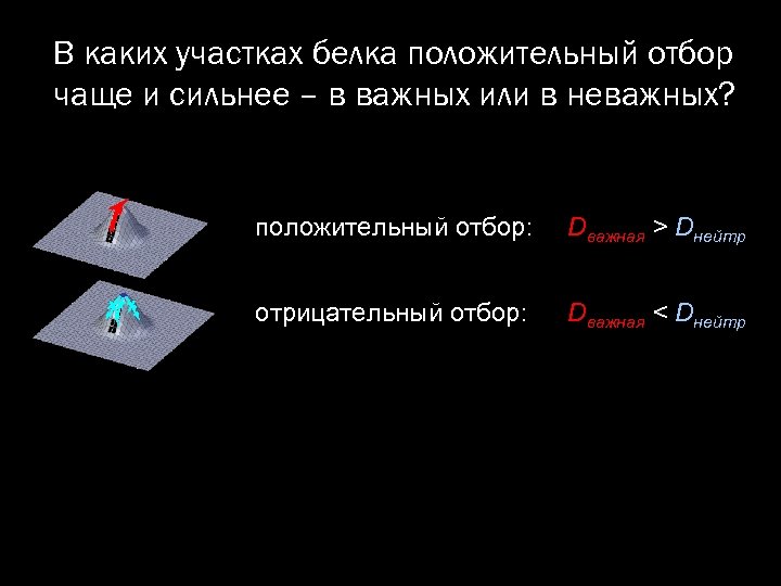 В каких участках белка положительный отбор чаще и сильнее – в важных или в