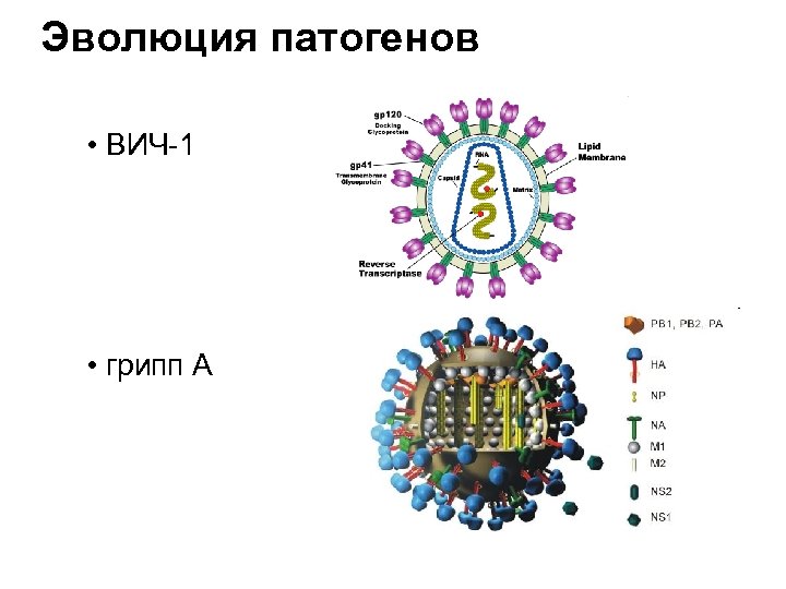 Эволюция патогенов • ВИЧ-1 • грипп А 