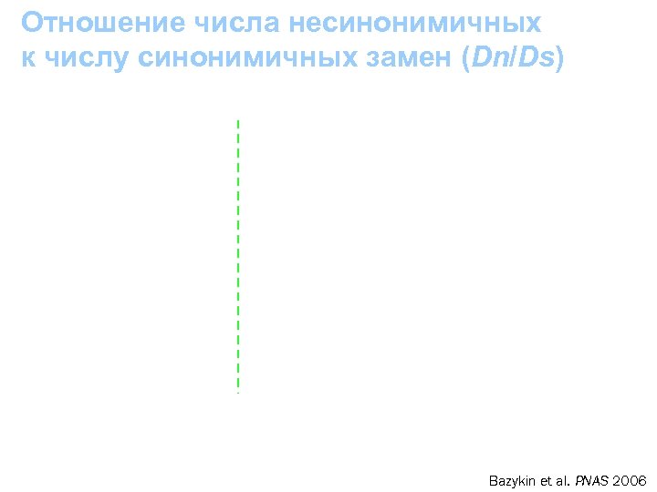 Отношение числа несинонимичных к числу синонимичных замен (Dn/Ds) Bazykin et al. PNAS 2006 