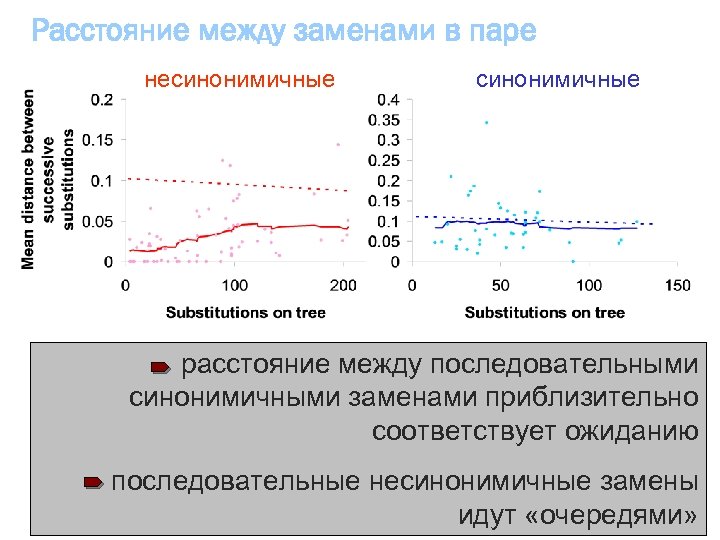 Расстояние между заменами в паре несинонимичные расстояние между последовательными синонимичными заменами приблизительно соответствует ожиданию