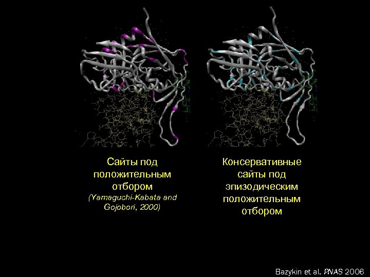 Сайты под положительным отбором (Yamaguchi-Kabata and Gojobori, 2000) Консервативные сайты под эпизодическим положительным отбором