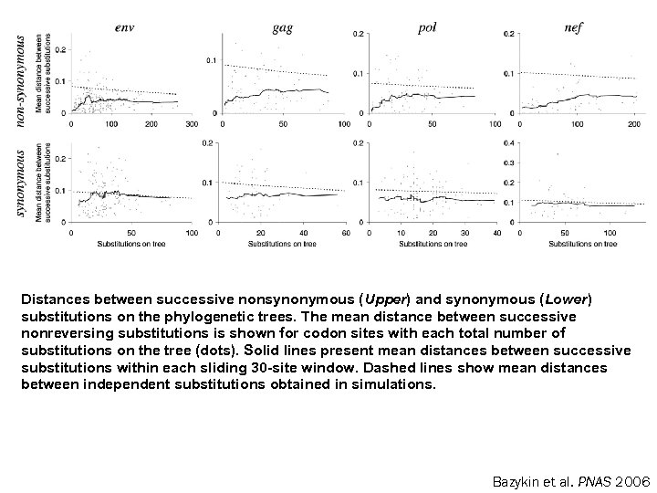 Distances between successive nonsynonymous (Upper) and synonymous (Lower) substitutions on the phylogenetic trees. The