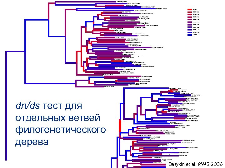 dn/ds тест для отдельных ветвей филогенетического дерева Bazykin et al. PNAS 2006 