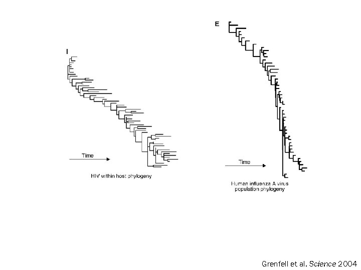 Grenfell et al. Science 2004 