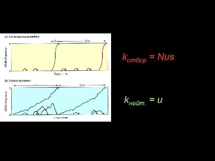 kотбор = Nus kнейт. = u 