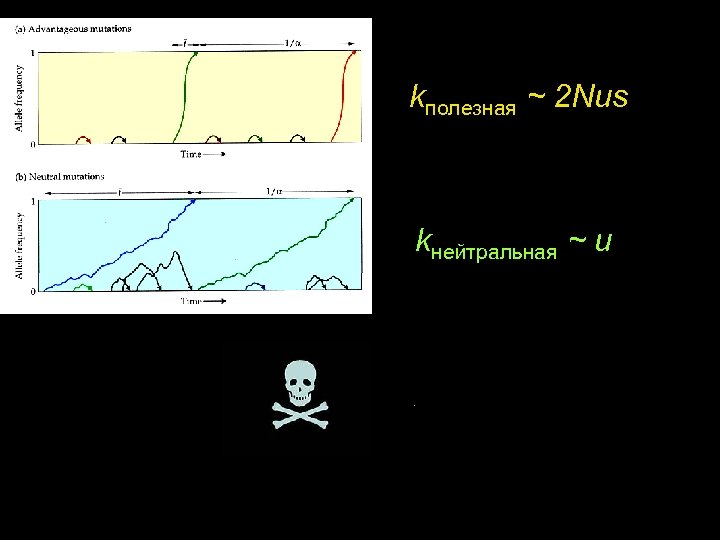 kполезная ~ 2 Nus kнейтральная ~ u 