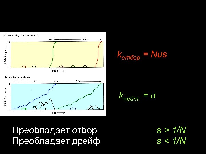 kотбор = Nus kнейт. = u Преобладает отбор Преобладает дрейф s > 1/N s