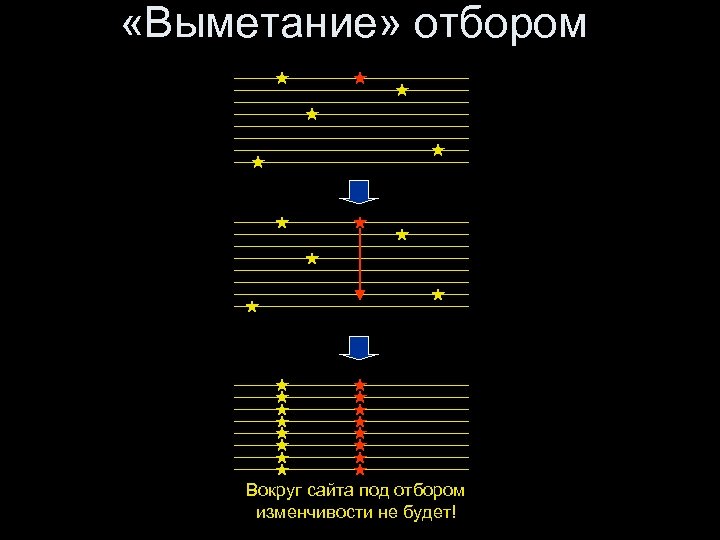  «Выметание» отбором Вокруг сайта под отбором изменчивости не будет! 