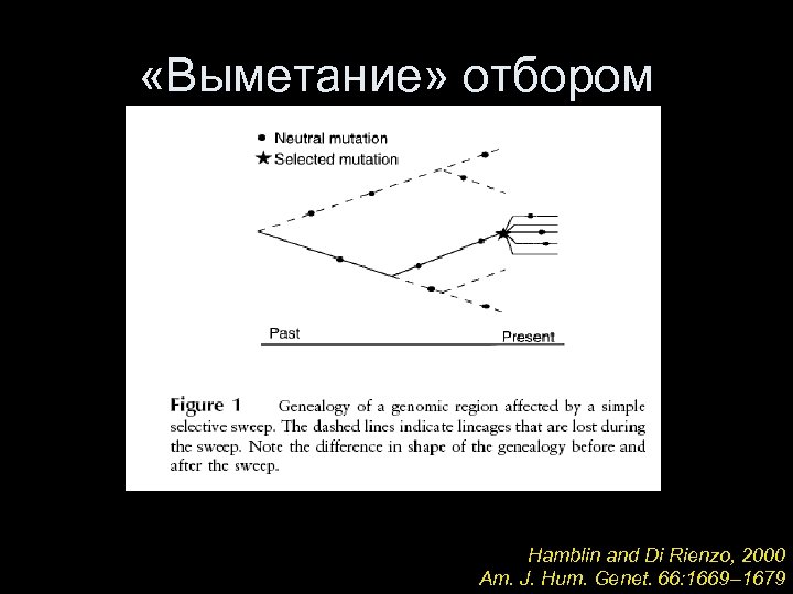  «Выметание» отбором Hamblin and Di Rienzo, 2000 Am. J. Hum. Genet. 66: 1669–