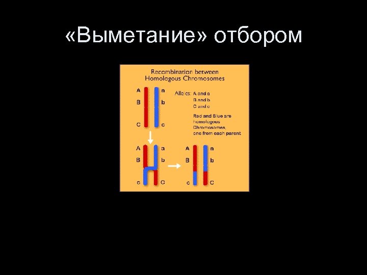  «Выметание» отбором 