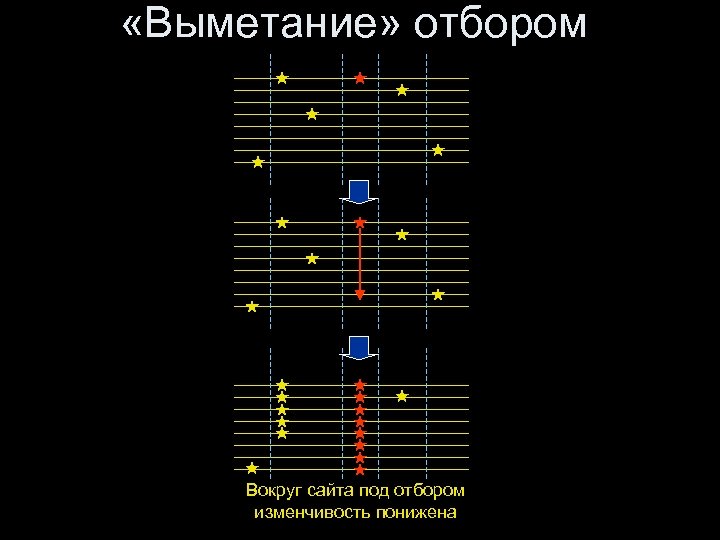  «Выметание» отбором Вокруг сайта под отбором изменчивость понижена 