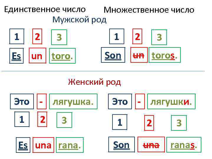 Единственное число Множественное число Мужской род 1 2 1 3 Es un toro. Son