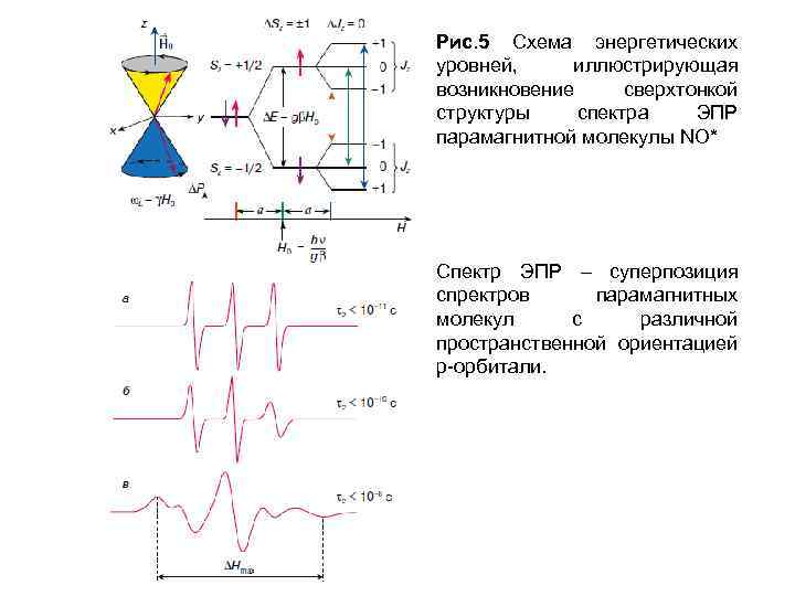 Рис. 5 Схема энергетических уровней, иллюстрирующая возникновение сверхтонкой структуры спектра ЭПР парамагнитной мoлекулы NO*