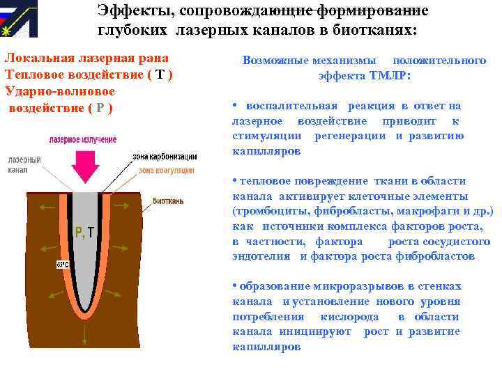 Эффекты, сопровождающие формирование глубоких лазерных каналов в биотканях: Локальная лазерная рана Тепловое воздействие (