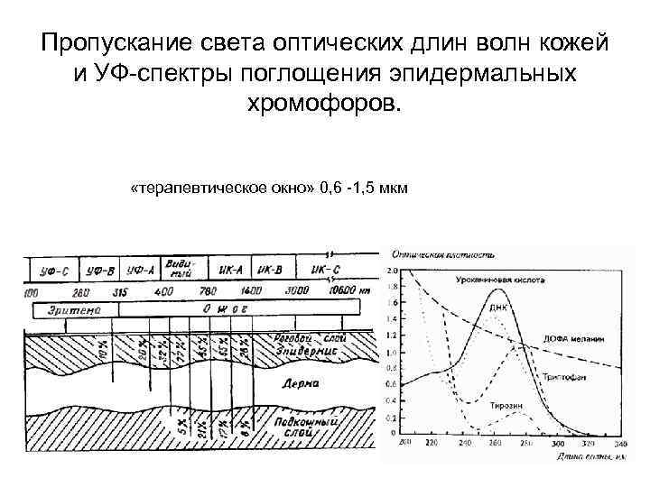 Пропускание света оптических длин волн кожей и УФ-спектры поглощения эпидермальных хромофоров. «терапевтическое окно» 0,