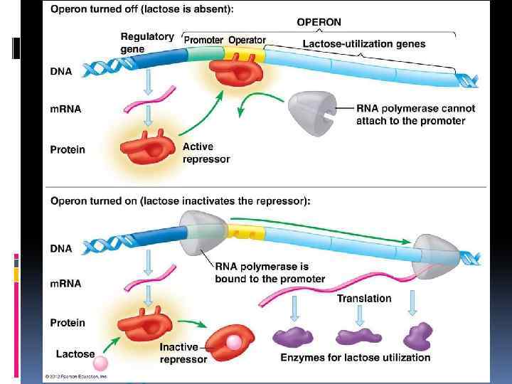 Регуляция экспрессии генов Прокариоты: оперон Эукариоты: все уровни 