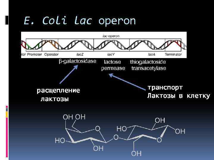 E. Coli lac operon β-galactosidase расщепление лактозы lactose thiogalactoside permease transacetylase транспорт Лактозы в